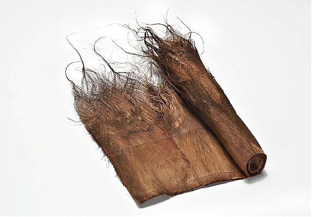 Φύλλωμα κοκοφοίνικα